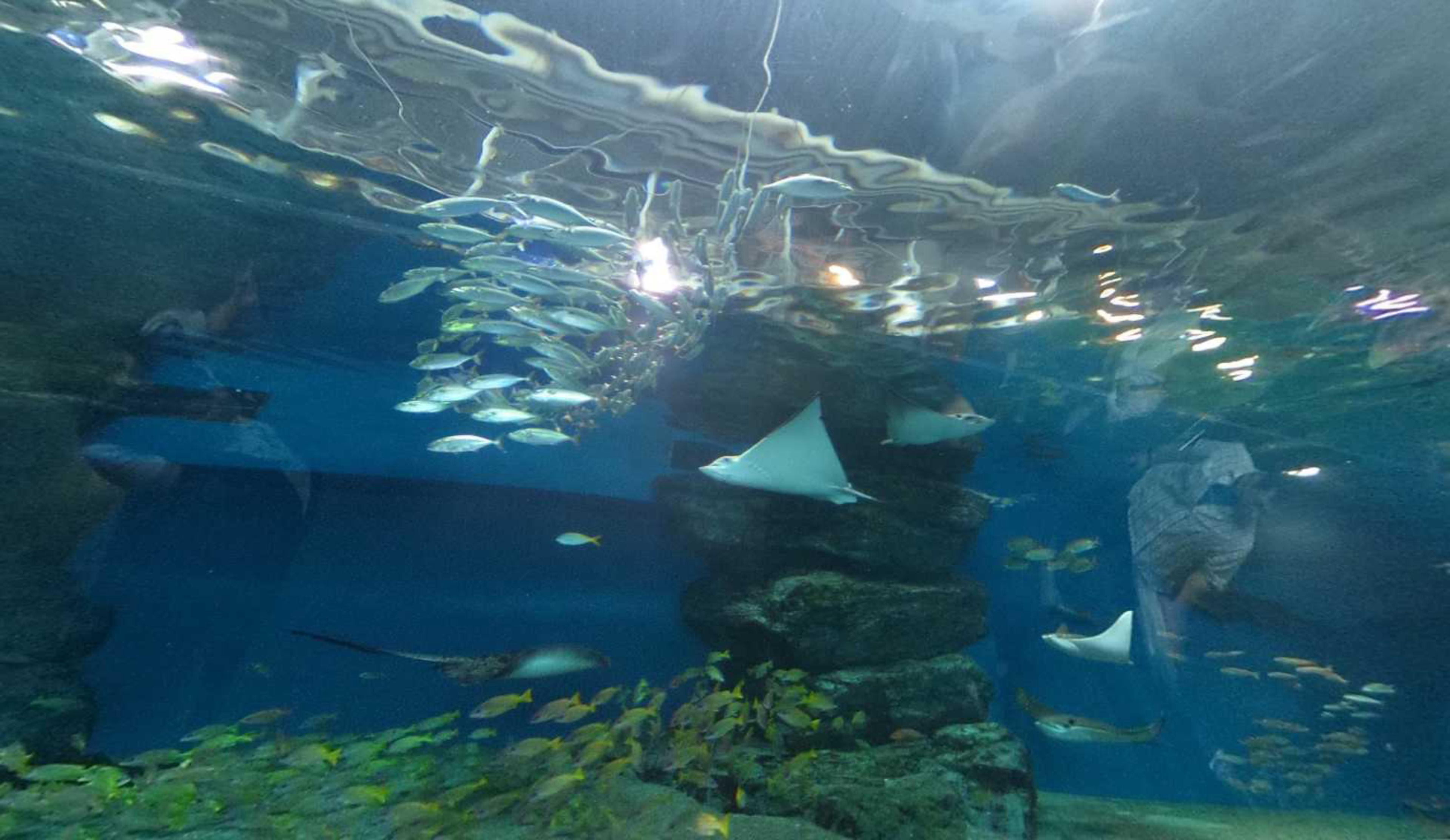 Maxell Aqua Park Shinagawa virtual tour preview